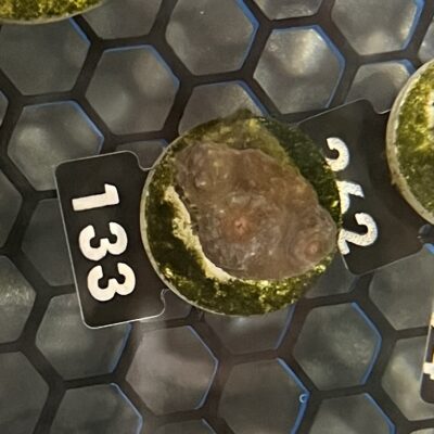Mycedium 133