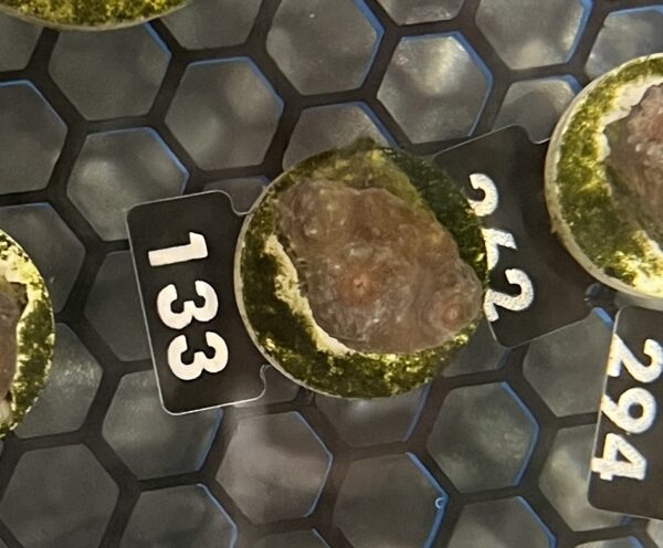 Mycedium 133