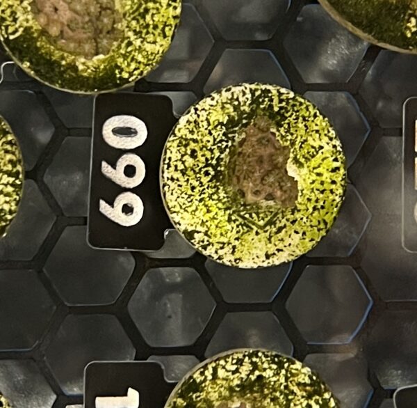 Alveopora 099