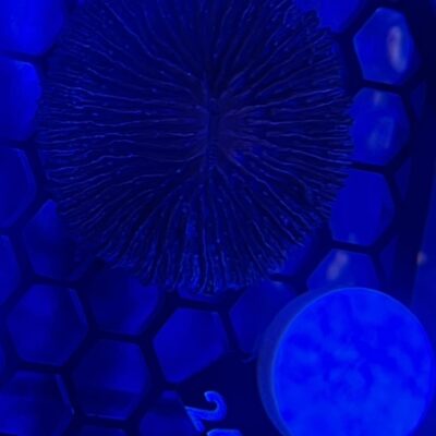Fungia 246