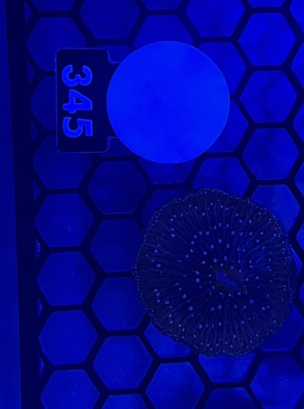 Fungia 345