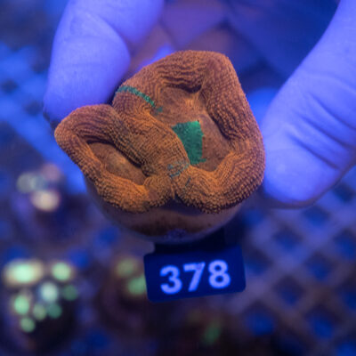 Acanthastrea Bowerbanki bleeding Apple 378