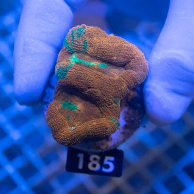 Acanthastrea Bowerbanki bleeding Apple 185