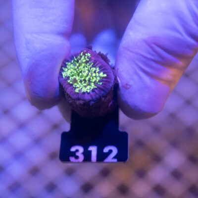 Euphyllia 312