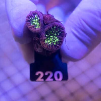 Euphyllia 220