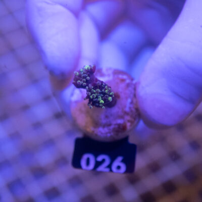 Euphyllia 026