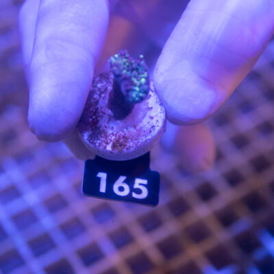 Euphyllia 165