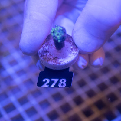 Euphyllia 278