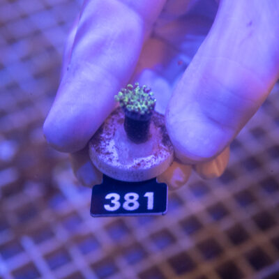Euphyllia 381
