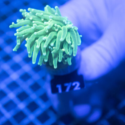 Euphyllia 172 Tod Torch