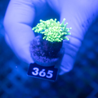 Euphyllia 365 Hell Fire Torch