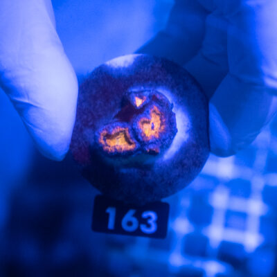 Acanthastrea 163