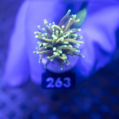 Euphyllia 263 Indo Golden Torch