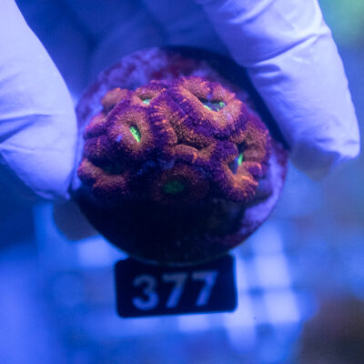Acanthastrea 377