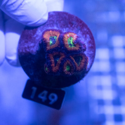 Acanthastrea 149