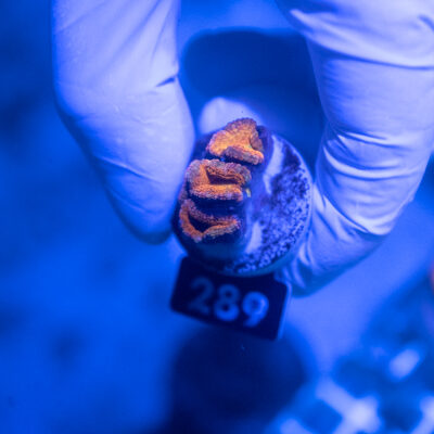 Acanthastrea 289