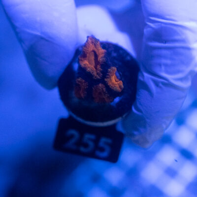 Acanthastrea 255