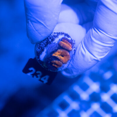 Acanthastrea 234