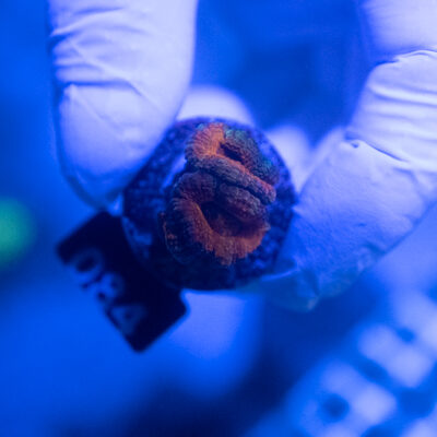 Acanthastrea 084