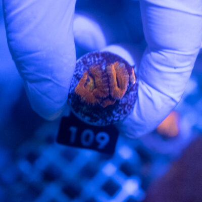 Acanthastrea 109
