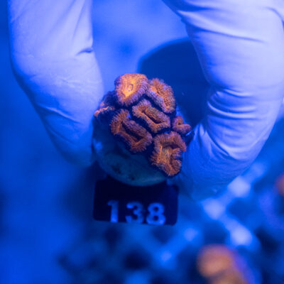 Acanthastrea 138
