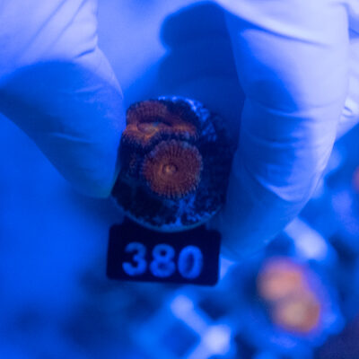 Acanthastrea 380