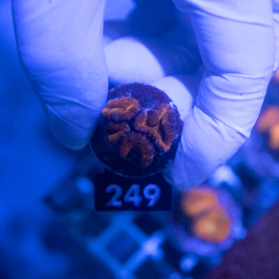 Acanthastrea 249