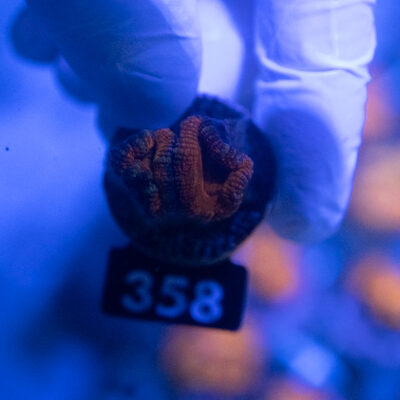 Acanthastrea 358