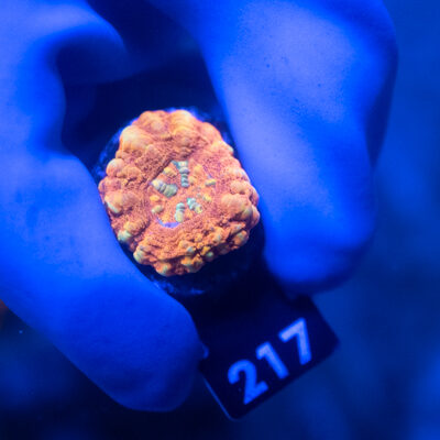 Micromussa cf. pacifica Crocodile Island 217