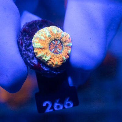 Micromussa cf. pacifica Crocodile Island 266