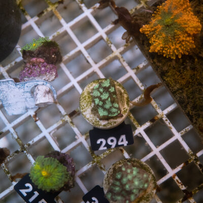Leptastrea 294