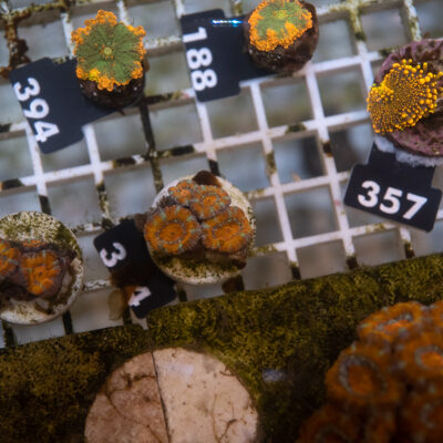 Acanthastrea 314