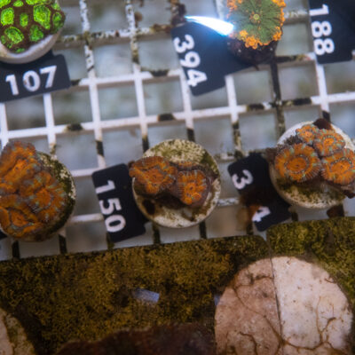Acanthastrea 150