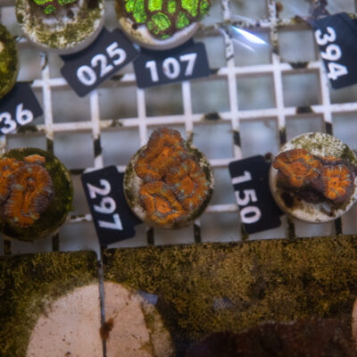 Acanthastrea 297