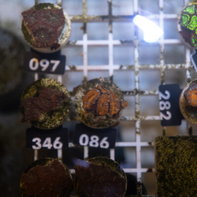 Acanthastrea 086