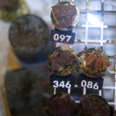 Acanthastrea 346