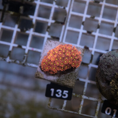 Goniopora 135