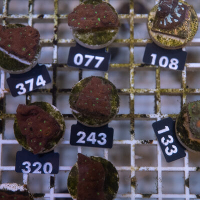 Favites 243