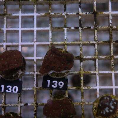 Favites 139