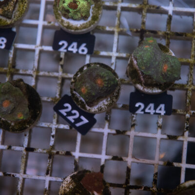 Mycedium 227