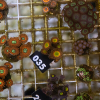 Zoanthus 035