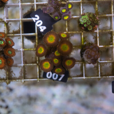 Zoanthus 007