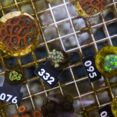 Zoanthus 332