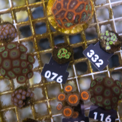 Zoanthus 076