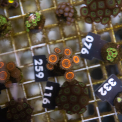 Zoanthus 259