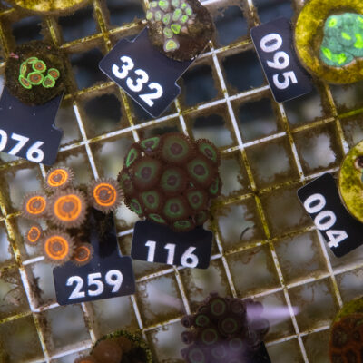 Zoanthus 116