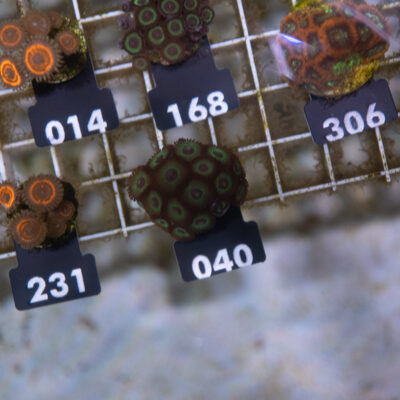 Zoanthus 040