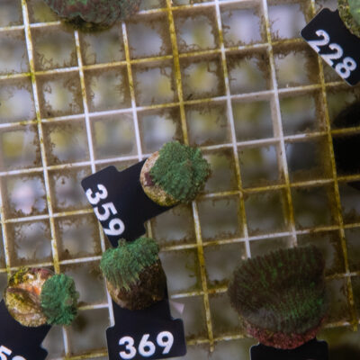 Rhodactis 359