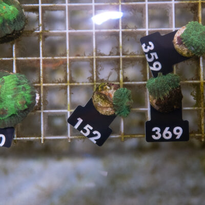 Rhodactis 152