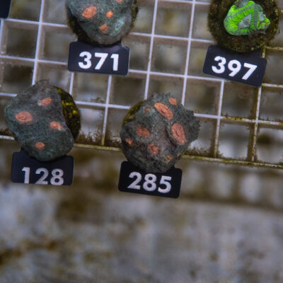 Chalice 285